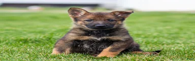 Sammy German Shepherd Puppy 