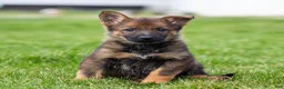 German Shepherd dogs for sale: Sammy German Shepherd Puppy  - Ad 1