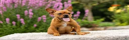 French Bulldog dogs for sale: Diesel - Ad 5