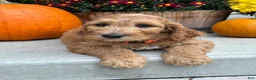 Irish Doodle dogs for sale: Jackson - Ad 5