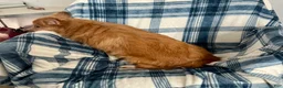 Mixed Breed dogs for sale: Kenny-Aussie-Pom - Ad 8