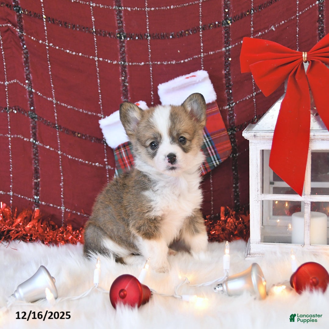 Welsh Corgi Pembroke dogs for sale: Bitzy EXTRA SMALL - Ad 5