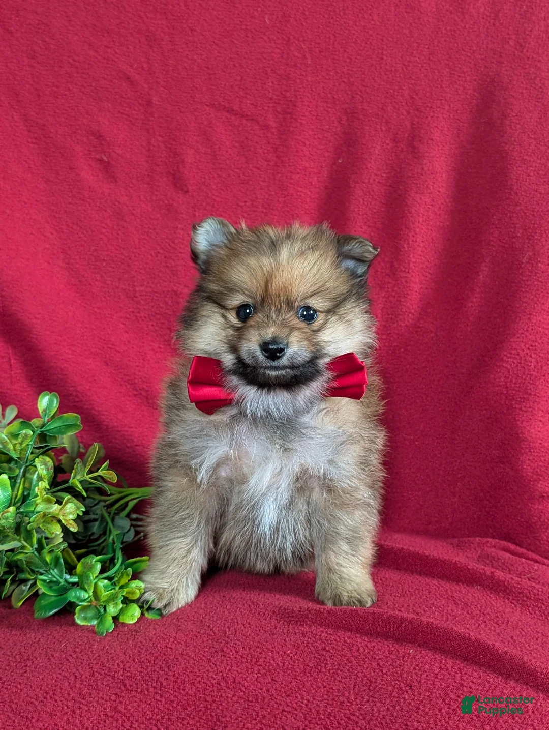 Pomeranian dogs for sale: Maloney - Ad 2