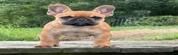French Bulldog dogs for sale: Toi - Ad 10