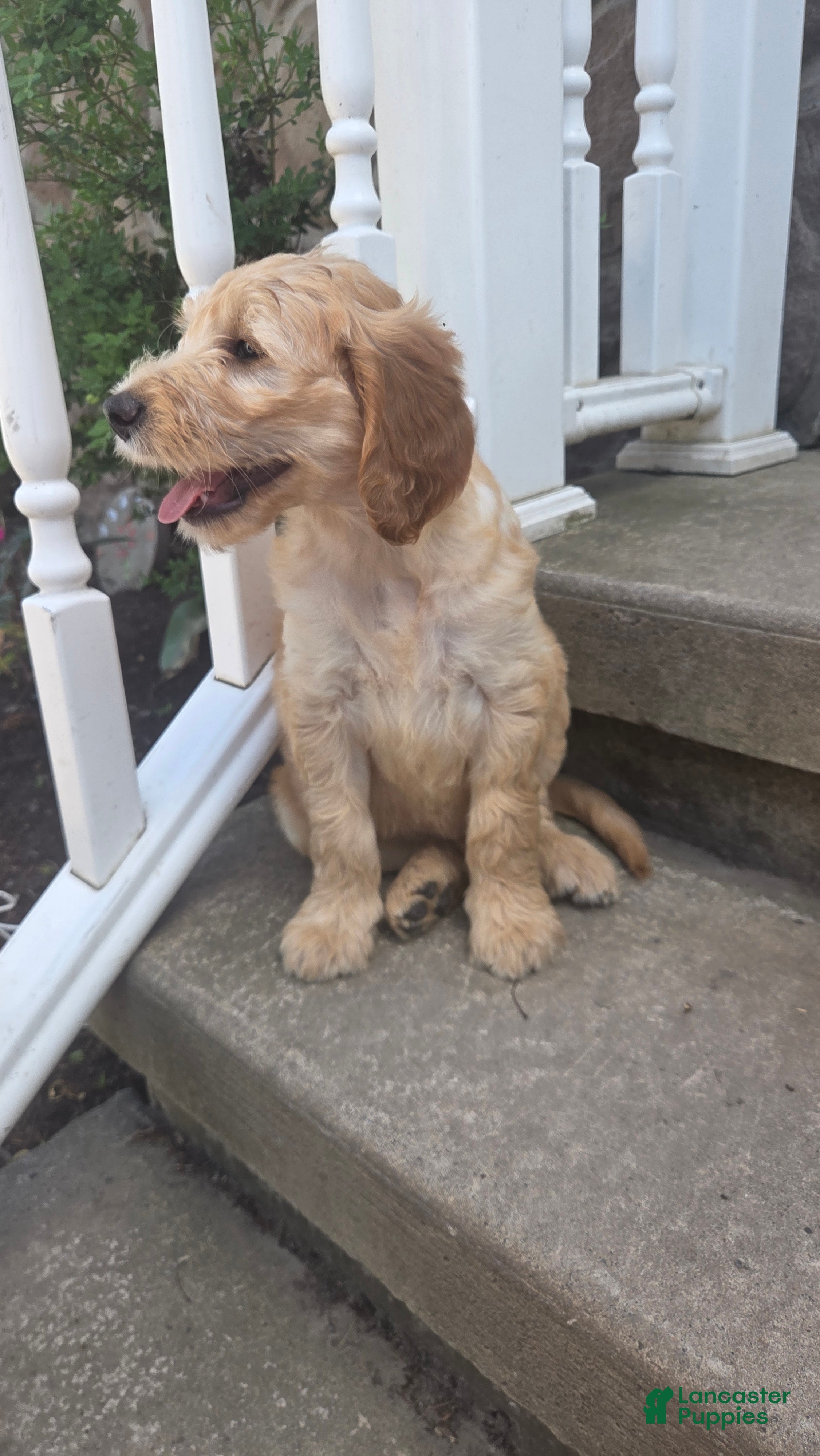 Mini Goldendoodle dogs Perry - Ad 2