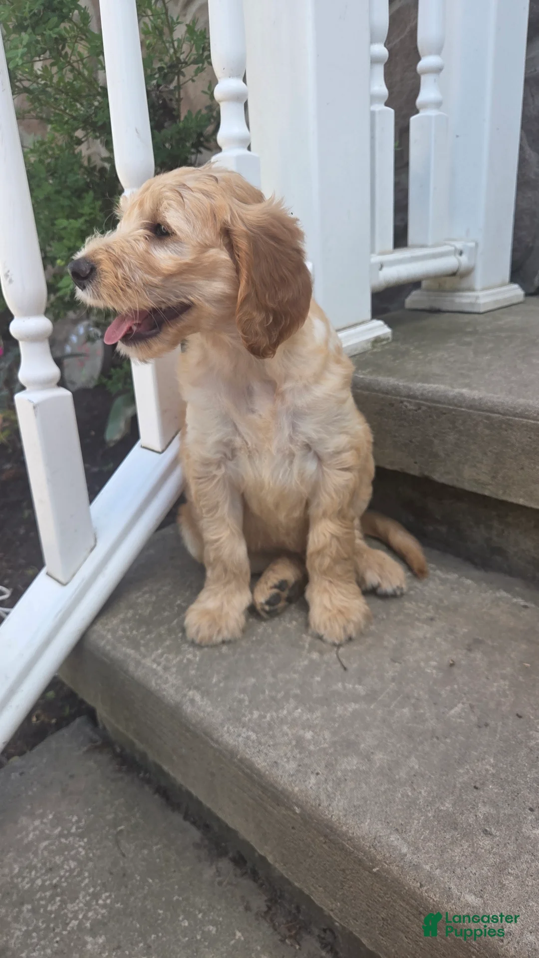 Mini Goldendoodle dogs for sale: Perry - Ad 2