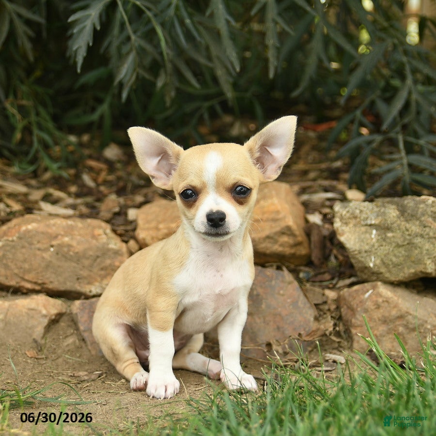 Chihuahua dogs Liberty  - Ad 2