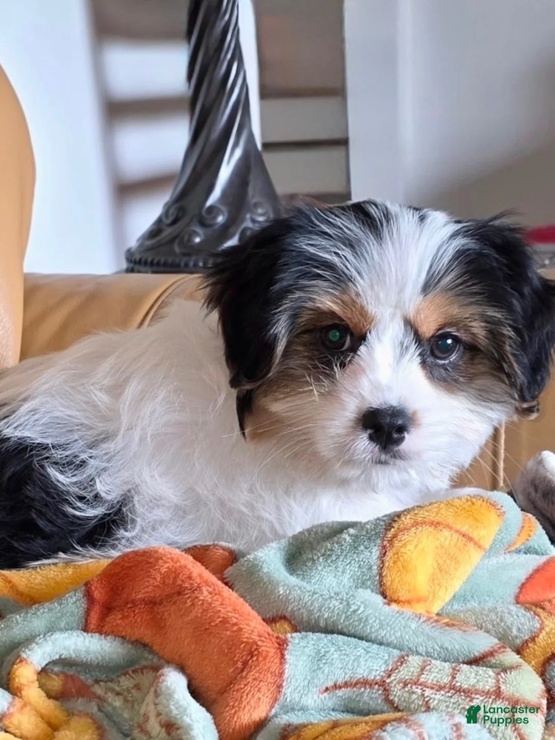 Mixed Breed dogs for sale: Mixed Breed Puppy 1 - Ad 3