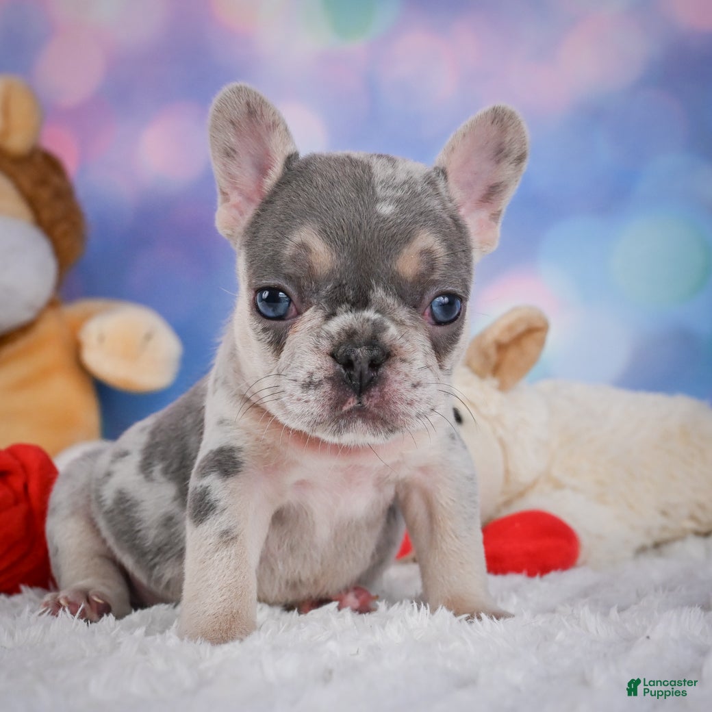 French Bulldog dogs for sale: Rose - Ad 10