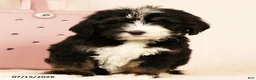 Bernedoodle dogs for sale: Ted - Ad 6