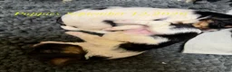 Biewer Terrier dogs for sale: Biewer Terrier. DIVA - Ad 3