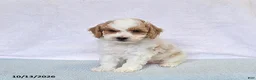 Cavapoo dogs for sale: Donut - Ad 4