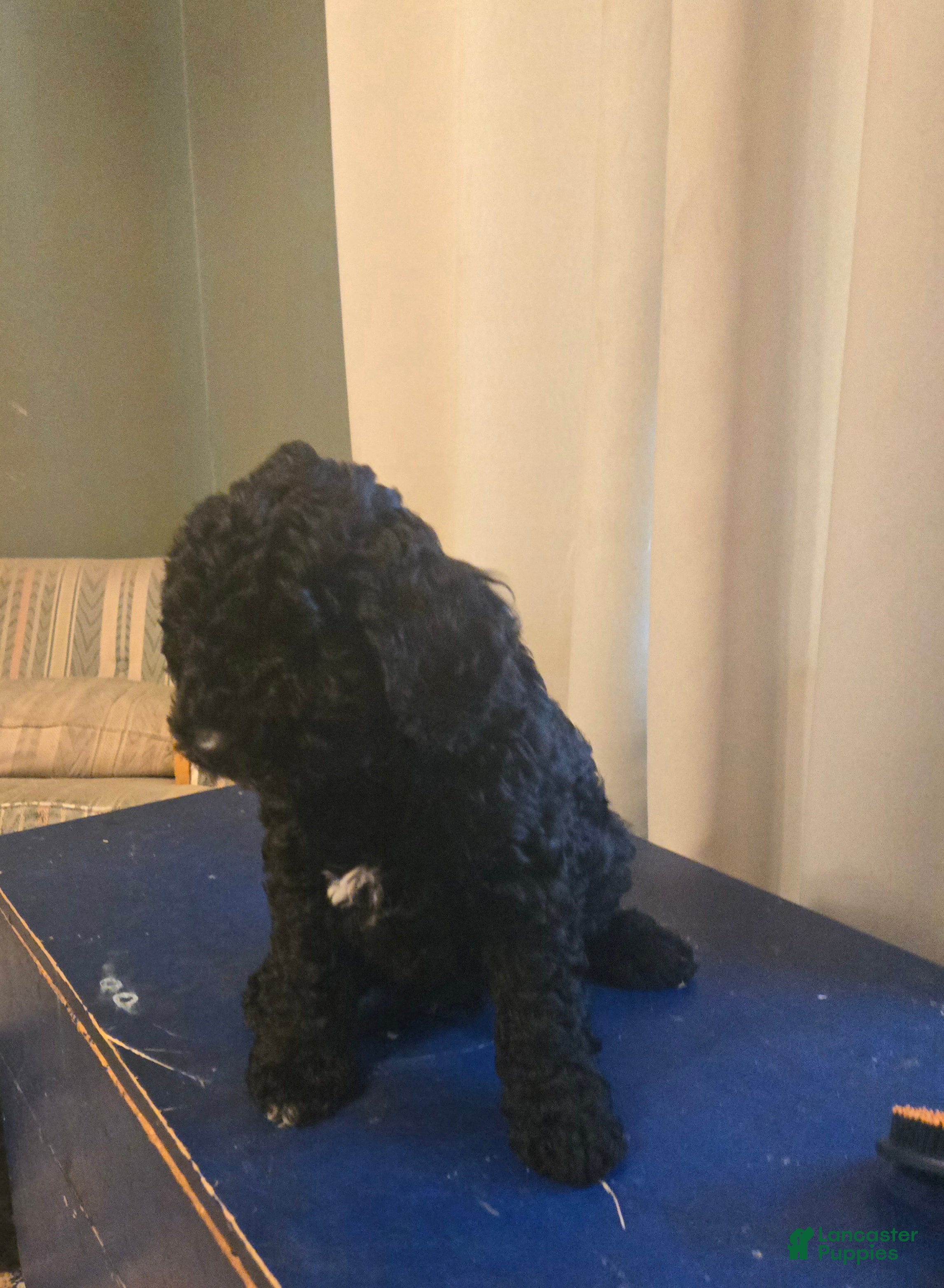 Miniature Poodle dogs Charlie - Ad 2