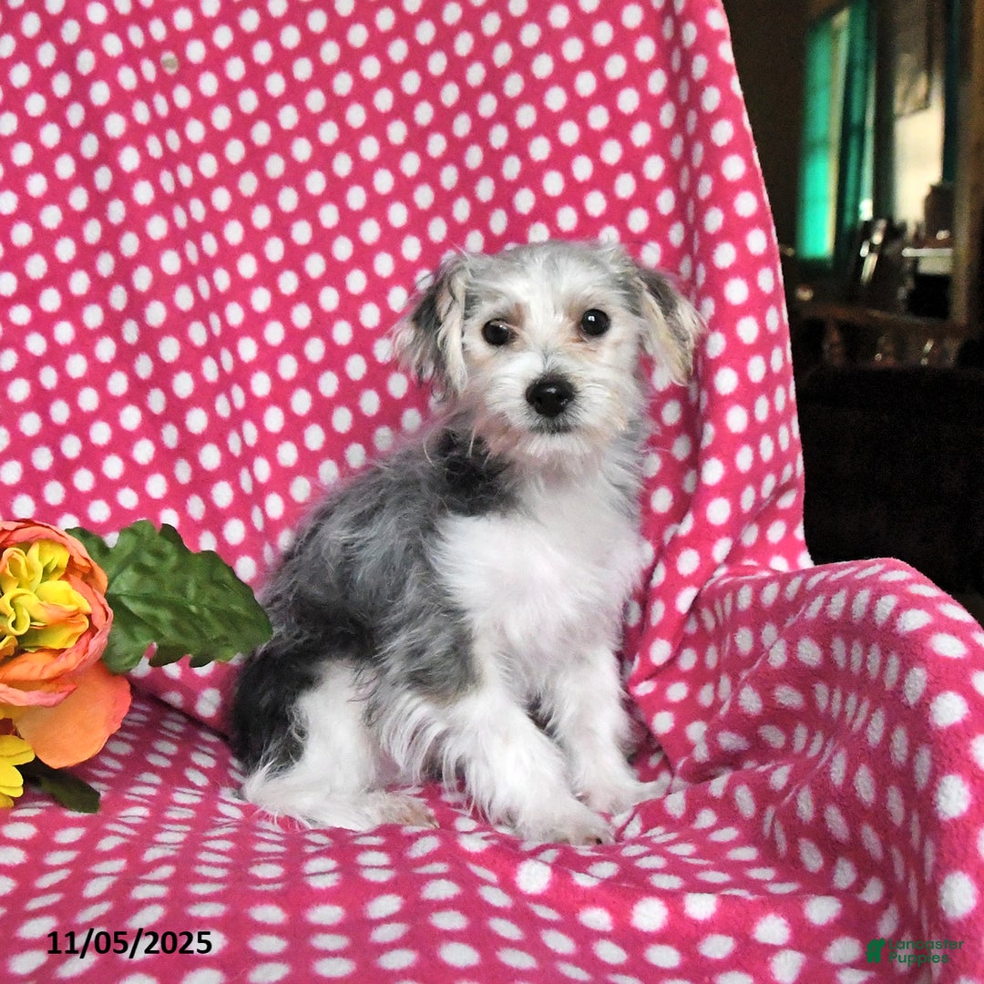 Morkie dogs for sale: Miles - Ad 1