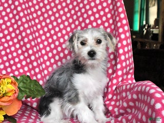Morkie dogs Miles - Ad 19