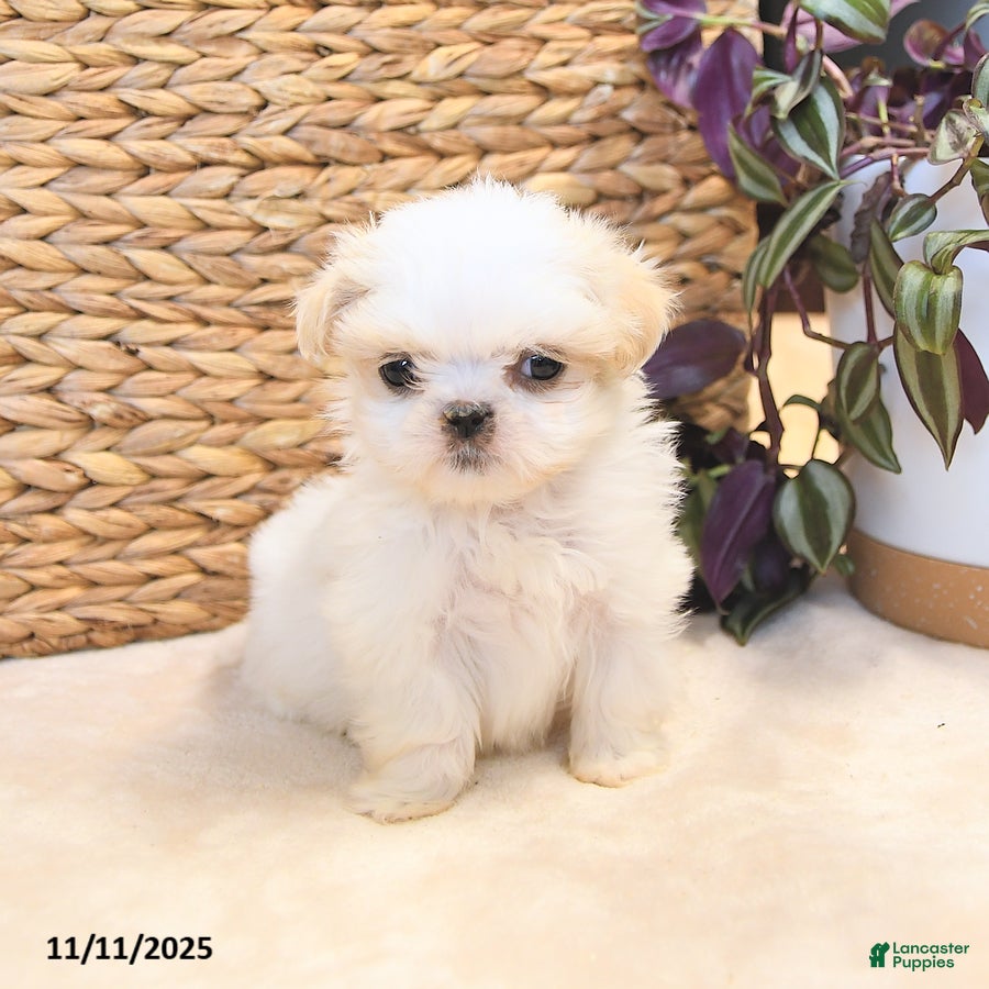 Shih Tzu dogs Hero - Ad 2