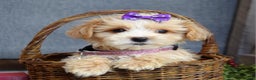 Maltipoo dogs for sale: Flo  - Ad 9
