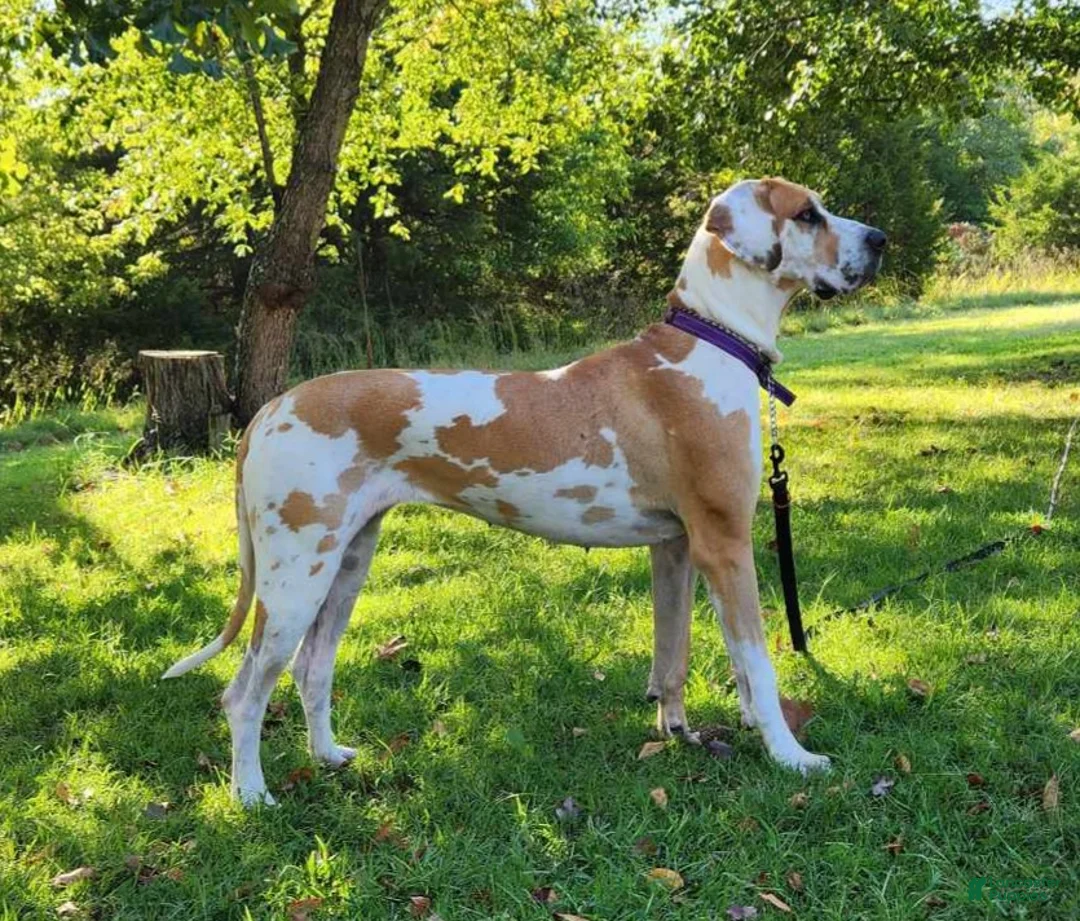 Great Dane dogs for sale: Great Dane Puppy 3 - Ad 2