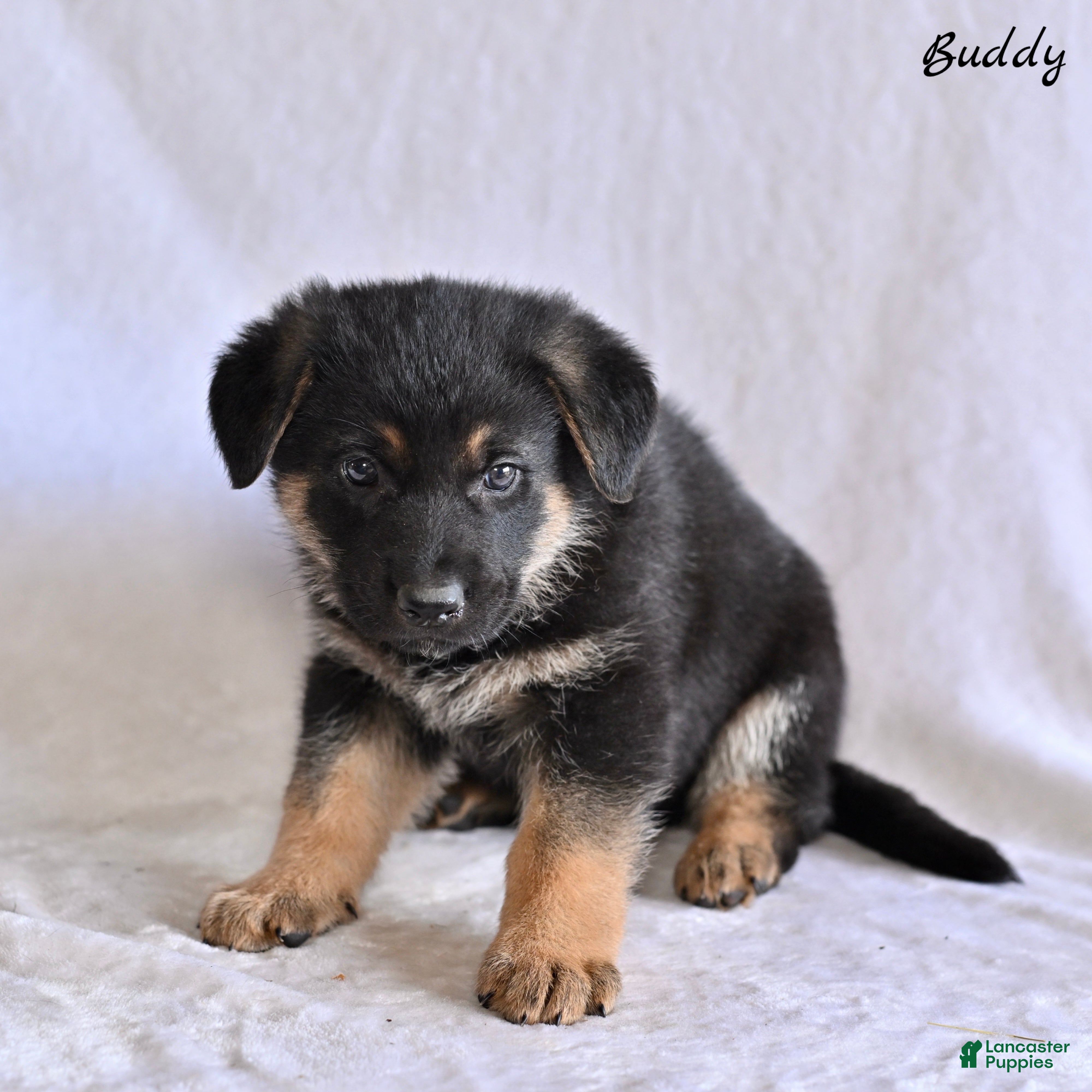 German Shepherd dogs Buddy - Ad 2