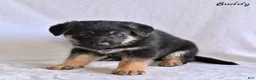 German Shepherd dogs for sale: Buddy - Ad 2