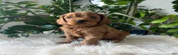 Cavapoo dogs for sale: Dylan - Ad 6