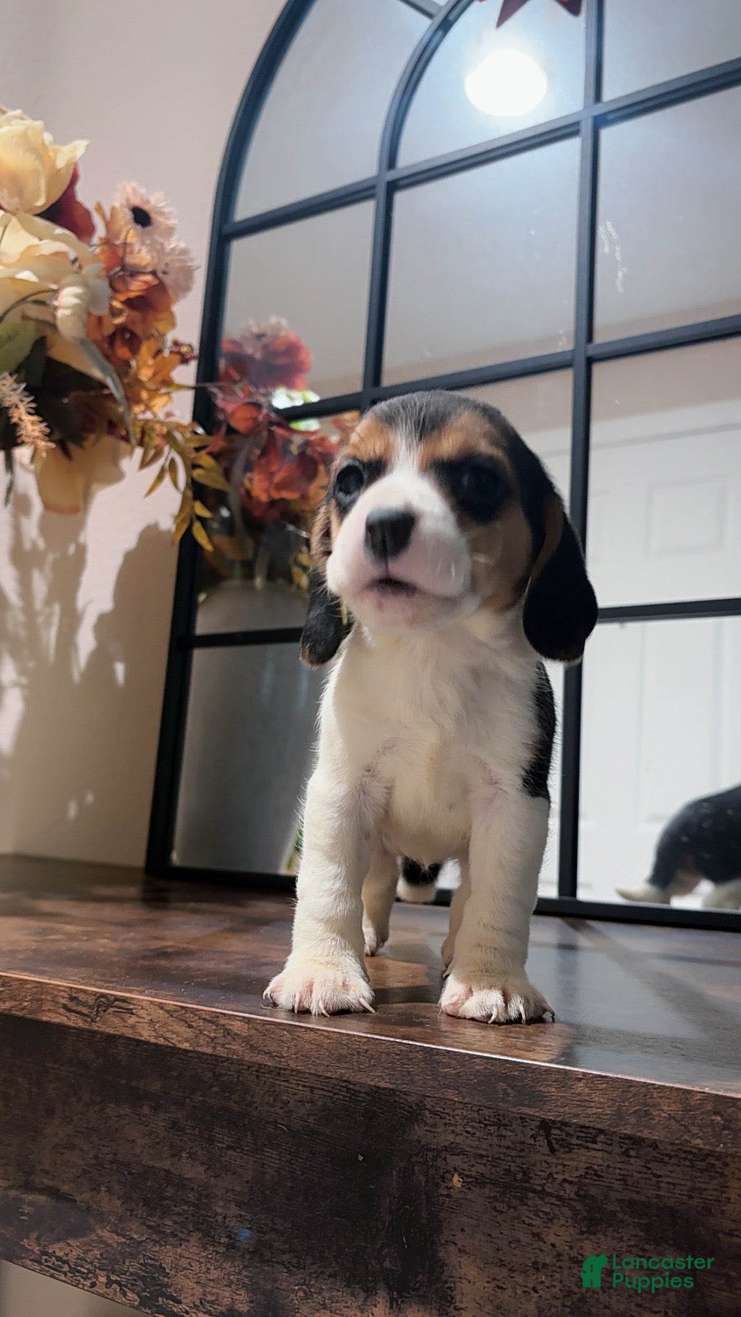Beagle dogs Beagle Puppy 6 - Ad 9