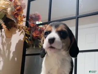 Beagle dogs Beagle Puppy 6 - Ad 15