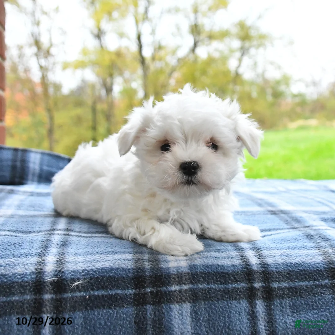 Maltese dogs for sale: Fern - Ad 1