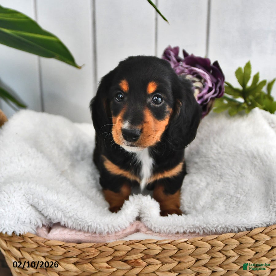 Miniature Dachshund dogs Lilly - Ad 42