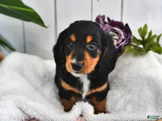 Miniature Dachshund dogs Lilly - Ad 42