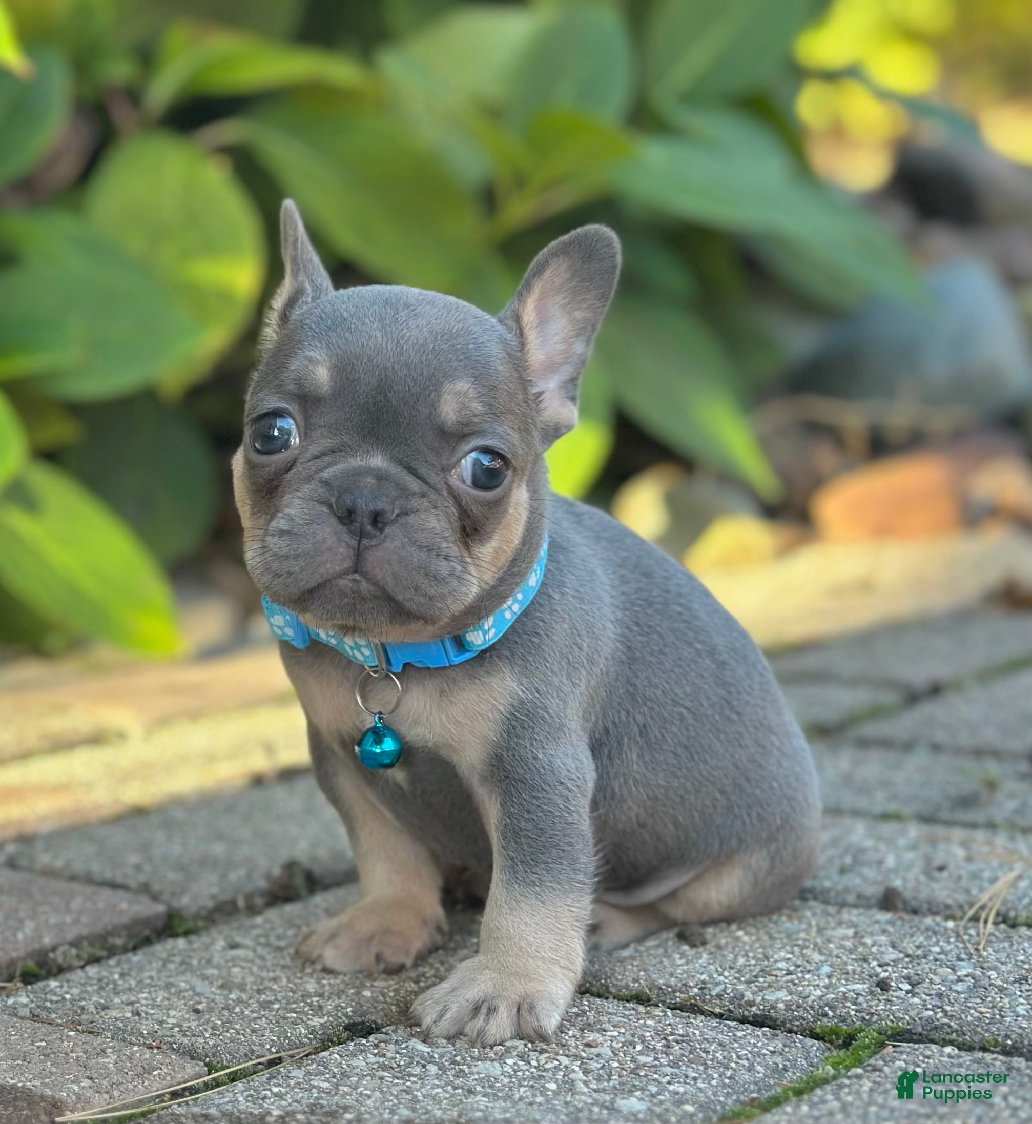 French Bulldog dogs Mason Video ad - Ad 2