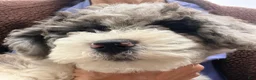 Mixed Breed dogs for sale: Schnoodle Corgi-Poo Hybrid  - Ad 3