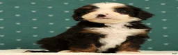 Mini Bernedoodle dogs for sale: Stella - Ad 8