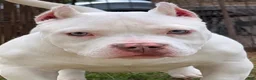 American Bully dogs for sale: American Bully 1 - Ad 3