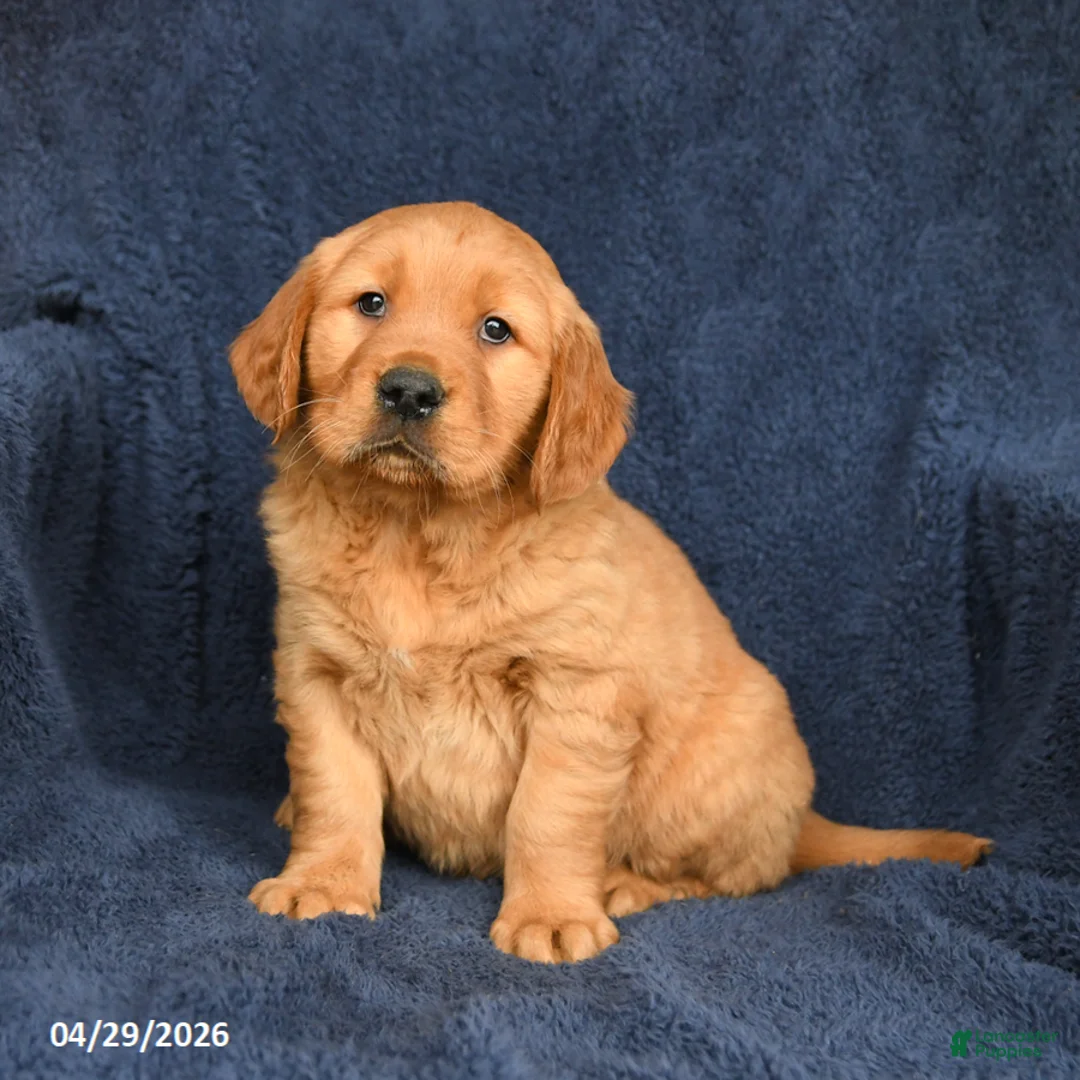 Golden Retriever dogs for sale: Buster - Ad 2