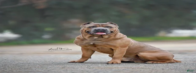 Suge