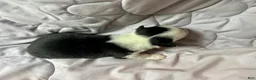 American Corgi dogs for sale: Trindle mismark male - Ad 3