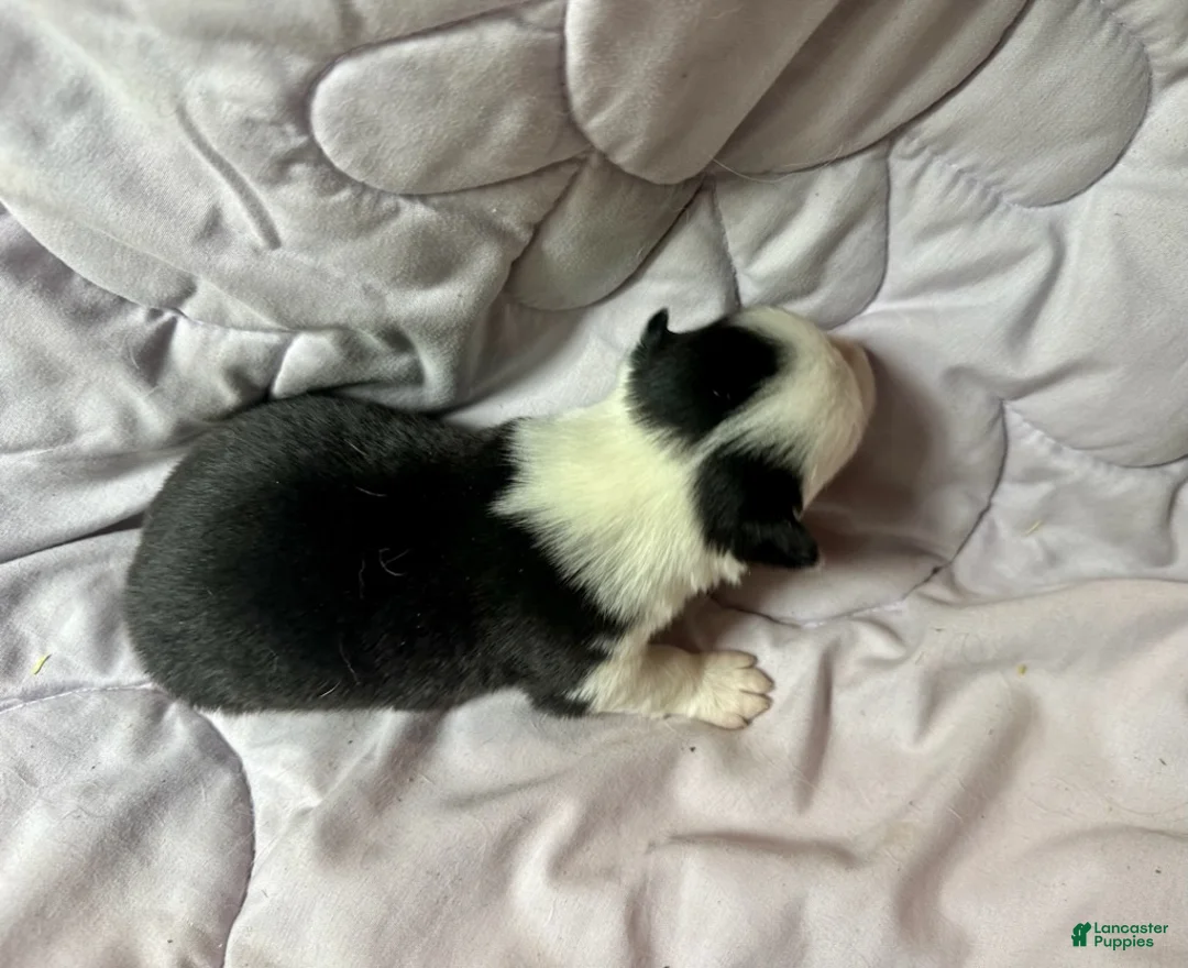 American Corgi dogs for sale: Trindle mismark male - Ad 3