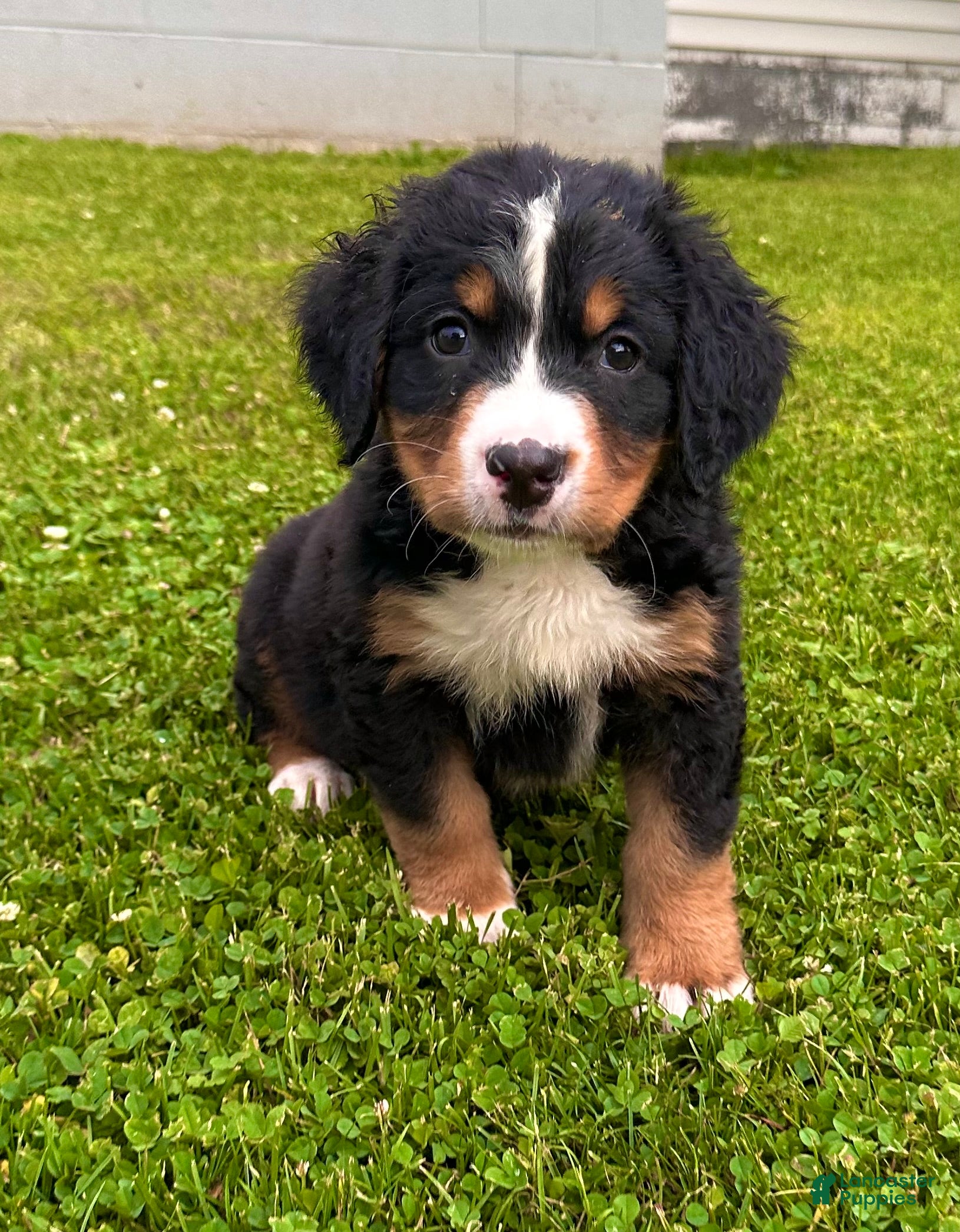Bernese Mountain Dog dogs Berner bunch - Ad 1