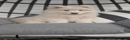 Samoyed dogs for sale: Benji - Ad 3
