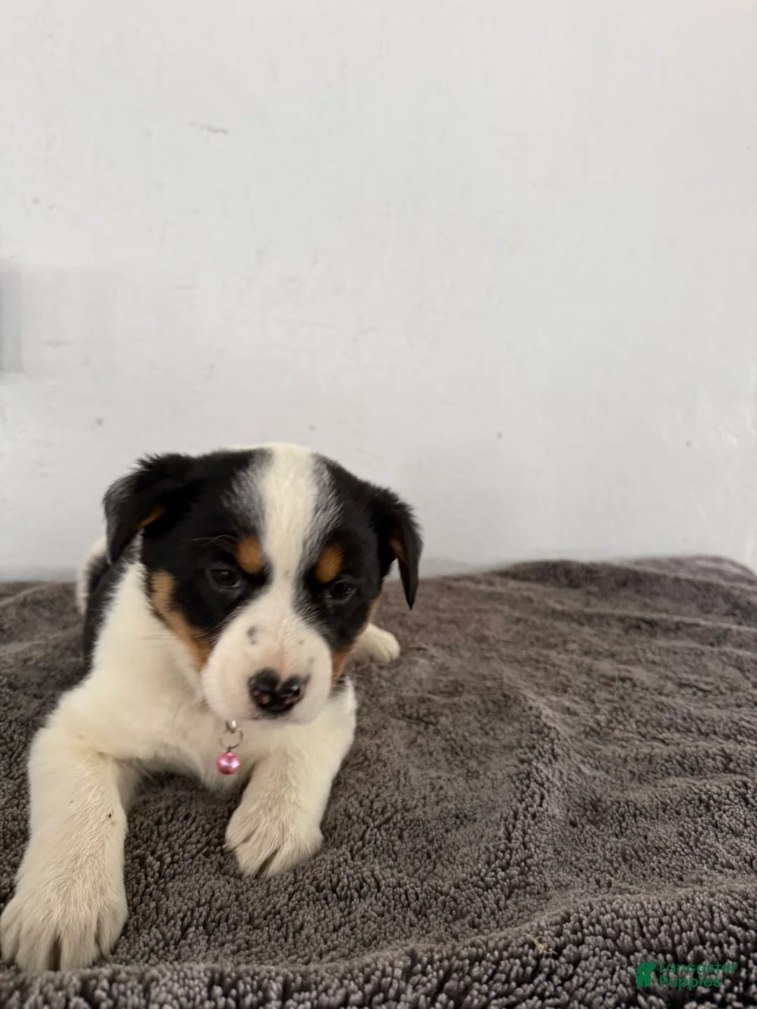 Mixed Breed dogs for sale: Buttercup - Ad 4