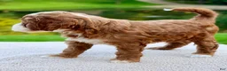Mini Goldendoodle dogs for sale: Cannoli-petite  - Ad 7