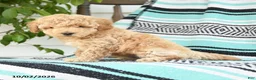 Miniature Poodle dogs for sale: Tessa - Ad 3