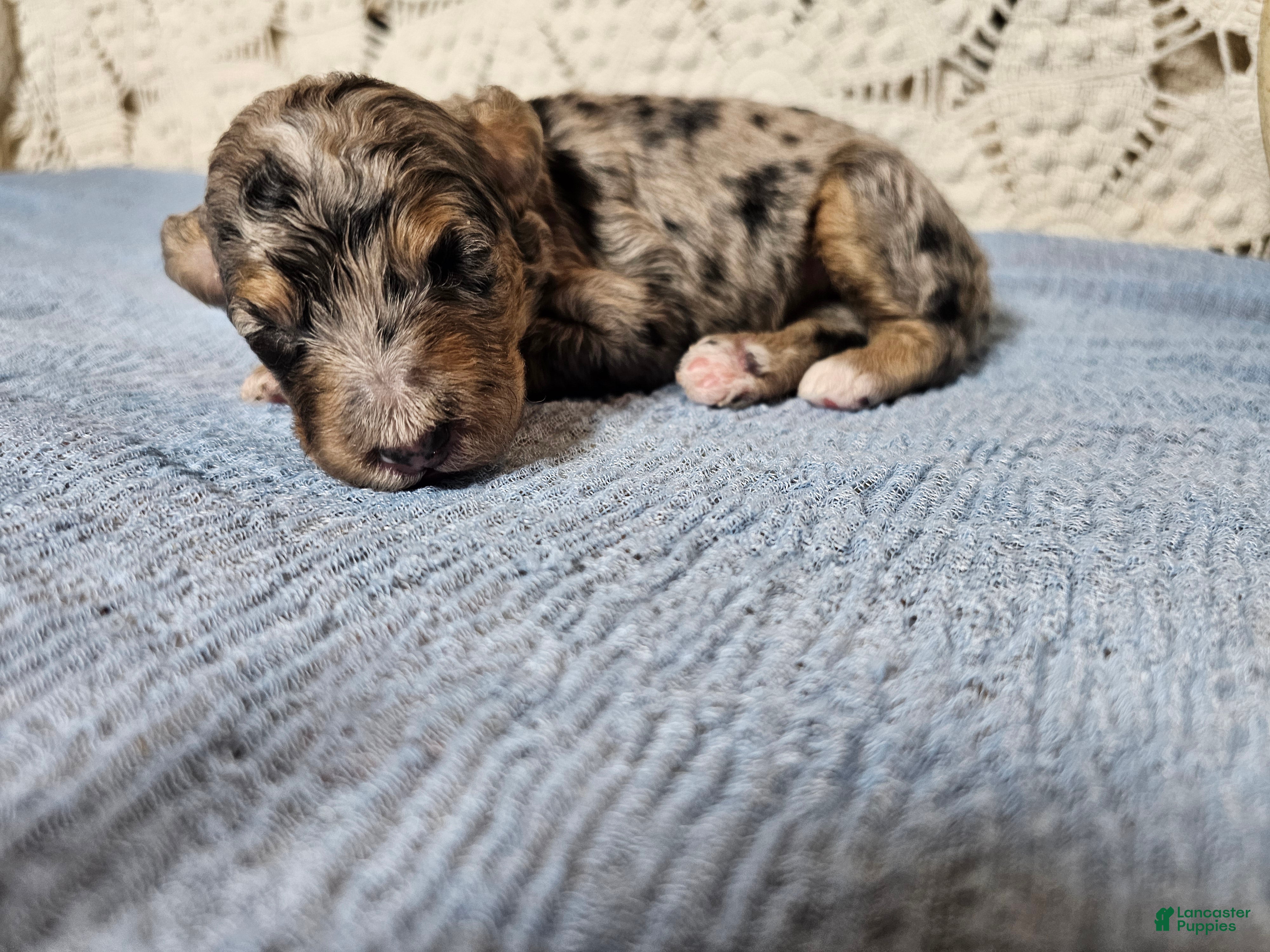 Mini Goldendoodle dogs Pepper - Ad 2