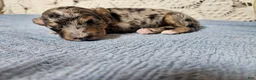 Mini Goldendoodle dogs for sale: Pepper - Ad 2