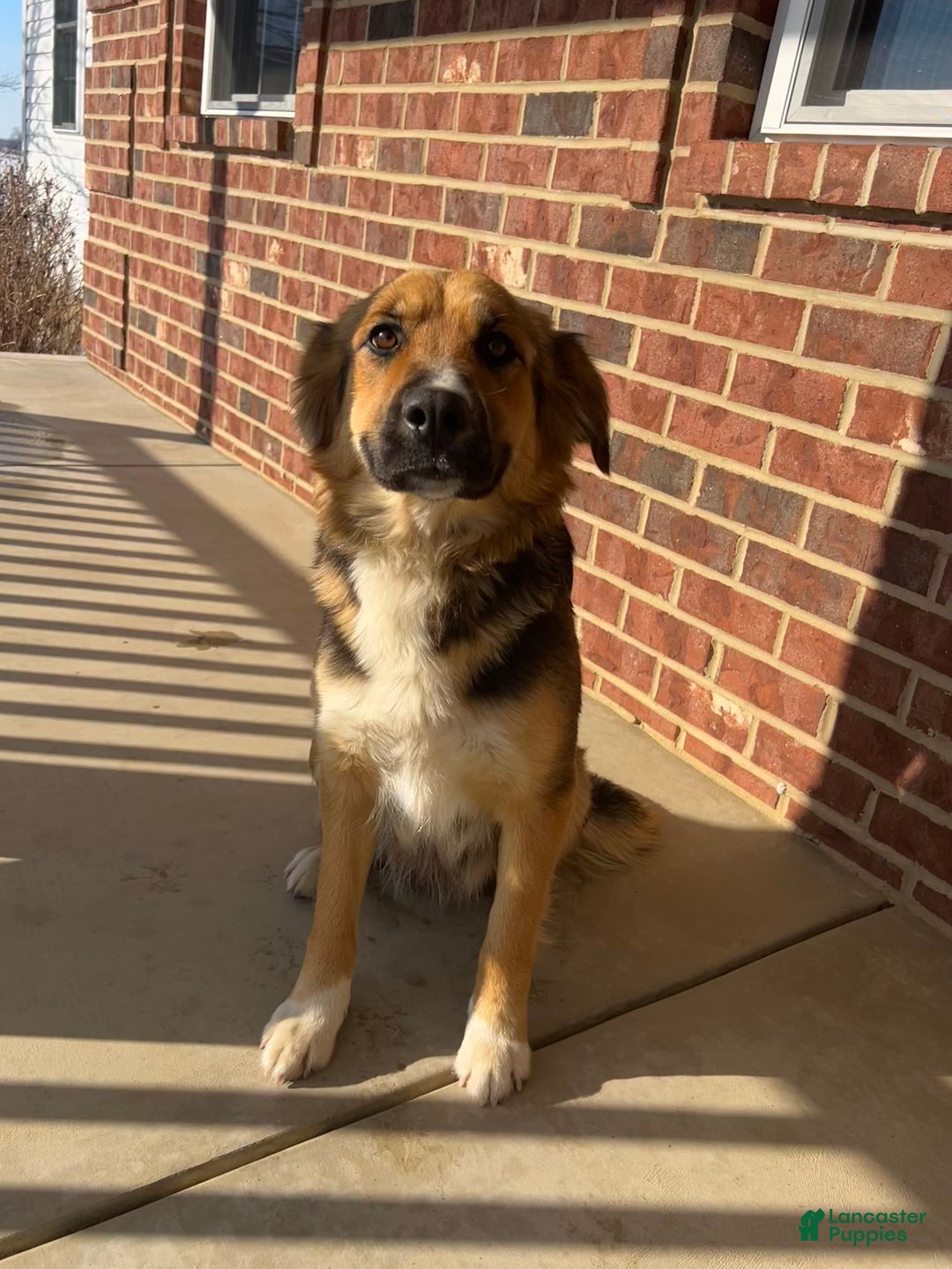 Mixed Breed dogs for sale: Jack - Ad 5