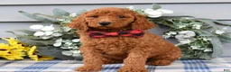 Standard Poodle dogs for sale: Romeo - Ad 5