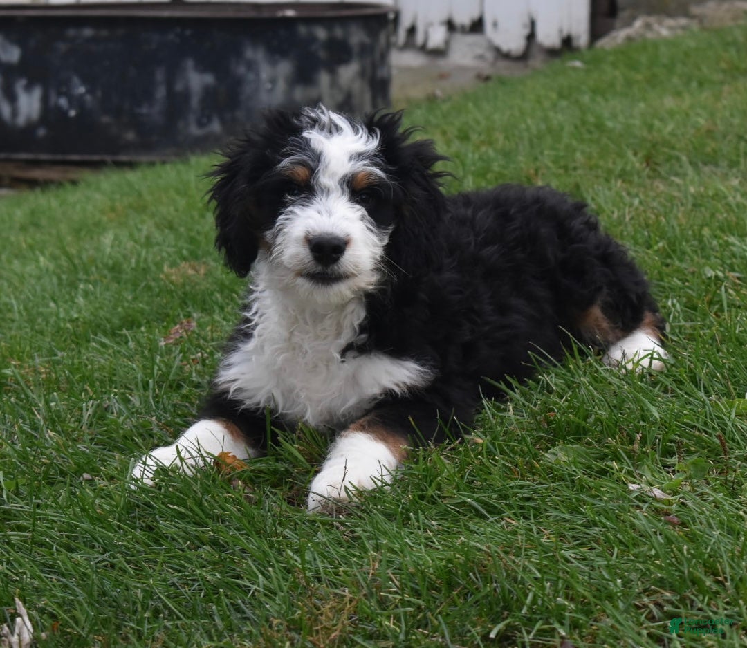 Mini Bernedoodle dogs for sale: Rubbles - Ad 6