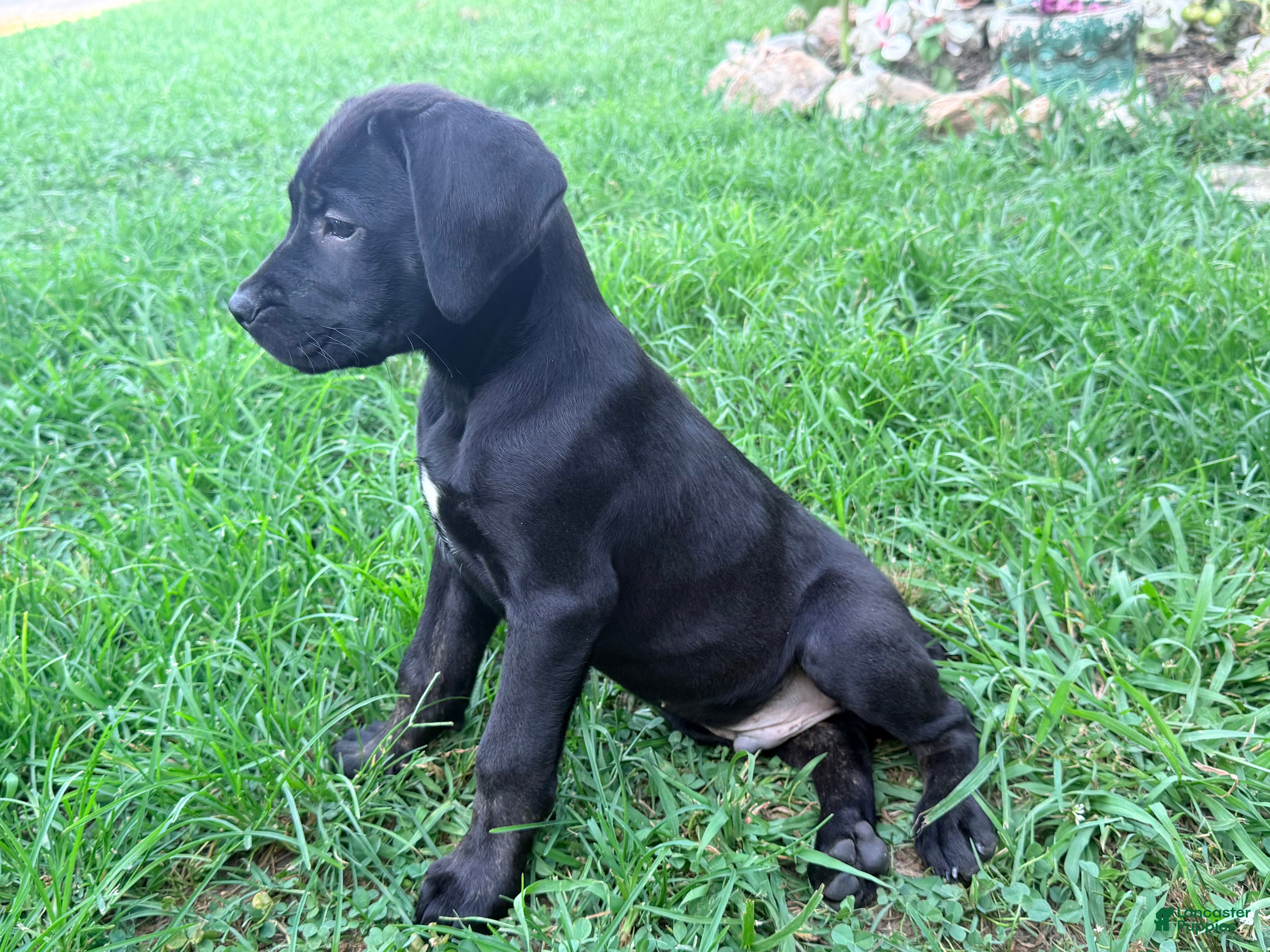 Cane Corso dogs Dean AKC green collar - Ad 17