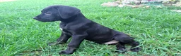 Cane Corso dogs for sale: Dean AKC green collar - Ad 9